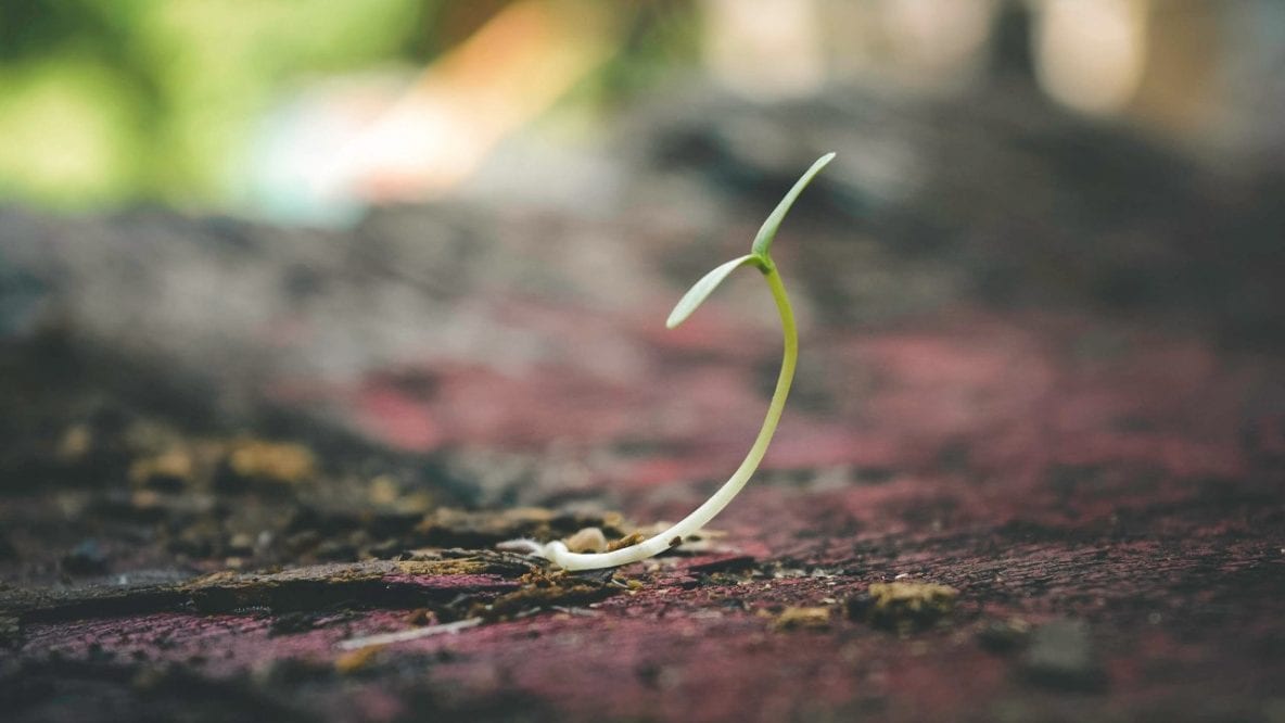 Small plant slowly growning